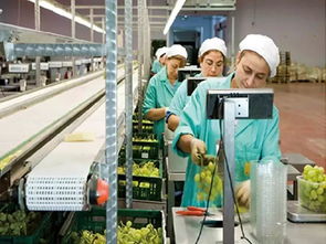 30家店齊開 5重大禮 熱烈慶祝綠葉水果連鎖門店突破500家