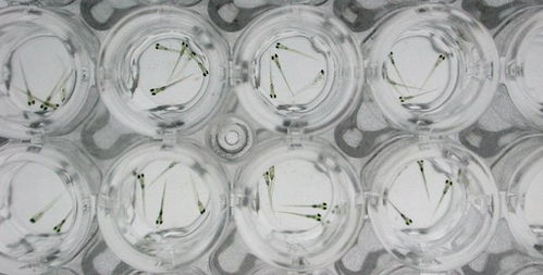 新希望新科技,環(huán)特斑馬魚生物科技未來(lái)可期